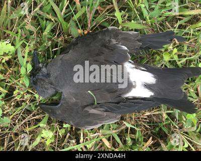 Leach's Storm-Petrel (Hydrobates leucorhous) Aves Banque D'Images