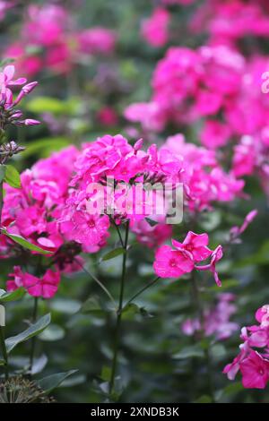 Fleurs de jardin de phlox paniculata en fleurs. Banque D'Images