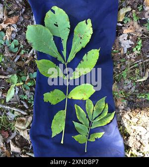 Hickory bitternut (Carya cordiformis) Plantae Banque D'Images