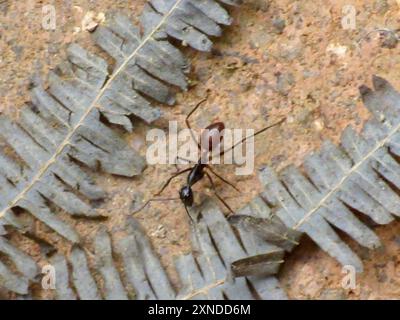 Insecte de fourmi géant de forêt (Dinomyrmex gigas) Banque D'Images