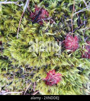 Alice Sundew (Drosera aliciae) Plantae Banque D'Images