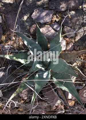 Plante du siècle de Havard (Agave havardiana) Plantae Banque D'Images