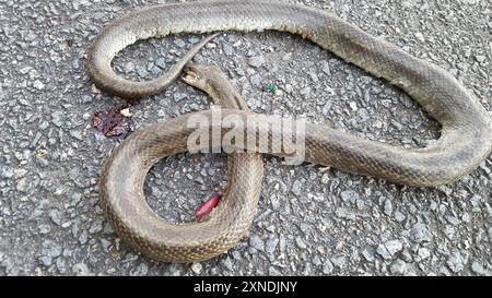 Serpent royal des Prairies (Lampropeltis calligaster) Reptilia Banque D'Images