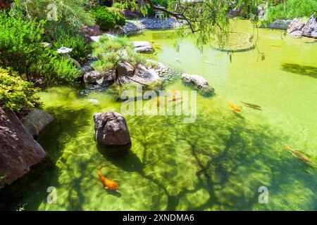 Les carpes Koi sont dans l'étang du Japonais de Monaco par une journée ensoleillée. Le jardin Japonais est un parc municipal avec accès gratuit situé à Monte Carlo, Monaco Banque D'Images