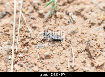 La mouche Stiletto ; appartenant à la famille des Therevidae perchée sur le sol dans le Colorado. Banque D'Images