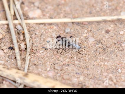 Mouche stiletto appartenant à la famille des Therevidae perchée sur un sol sablonneux dans le Colorado. Banque D'Images