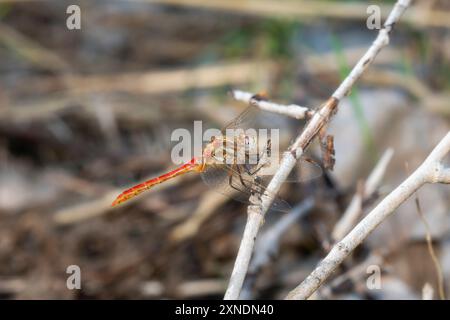 Un meadowawk rayé dynamique Sympetrum pallipes libellule perche gracieusement sur une collection de brindilles dans un cadre naturel. Banque D'Images