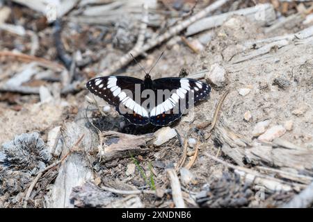 Limenitis weidemeyerii, papillon amiral de Weidemeyer, se perche gracieusement sur le sol de la forêt Banque D'Images