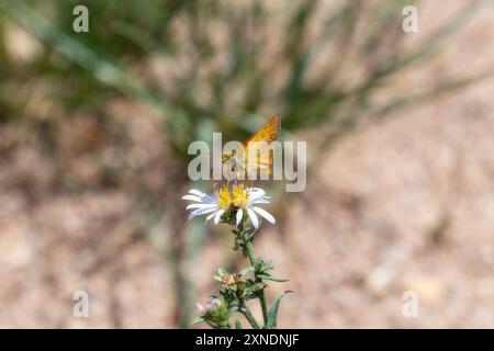 Un Skipper des bois Anaxyrus Woodhousii papillon collecte le pollen d'une fleur sauvage dans une prairie ensoleillée du Colorado. Banque D'Images