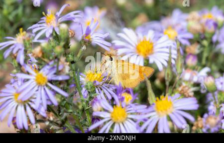 Un papillon Woodland Skipper Anaxyrus woodhousii repose délicatement sur des fleurs d'aster violettes vibrantes dans le Colorado Banque D'Images