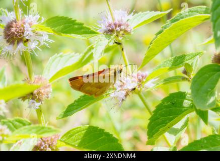 Un Skipper des bois Anaxyrus woodhousii papillon récolte du pollen dans le Colorado Banque D'Images