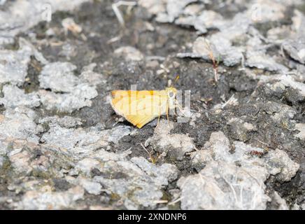 Un papillon Woodland Skipper Anaxyrus woodhousii est vu perché sur le terrain rocheux du Colorado. Banque D'Images