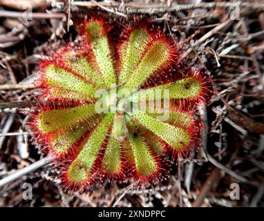 Alice Sundew (Drosera aliciae) Plantae Banque D'Images