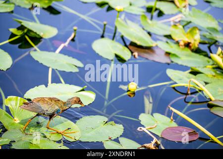 Gallinule violette marchant sur des nénuphars dans les everglades de Floride Banque D'Images