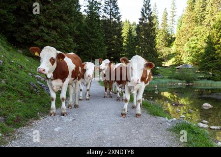 Troupeau de vaches au lac Spitzingsee en été Bavière, Allemagne Banque D'Images