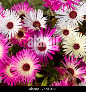 Mesembryanthemums roses et blancs Livingston Daisies fleurs sud-africaines en fleurs dans le jardin d'été poussant en pot juillet 2024 pays de Galles UK KATHY DEWITT Banque D'Images