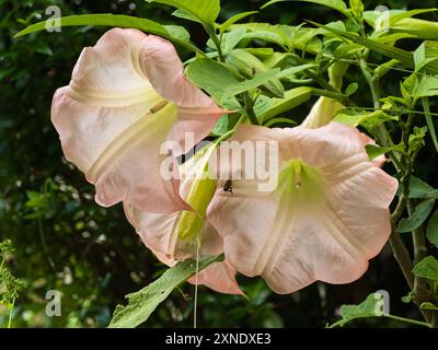 Grandes fleurs roses uniques fleuries d'un arbuste Brugmansia tendre (ex Hill House Nursery) dans un jardin britannique Banque D'Images