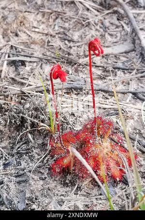 Alice Sundew (Drosera aliciae) Plantae Banque D'Images