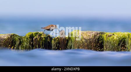 Calidris alpina marche dans l'eau peu profonde à la recherche de nourriture, la meilleure photo. Banque D'Images