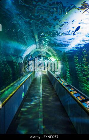 Tunnel sous-marin à l'Aquarium of the Bay, San Francisco, Californie, États-Unis Banque D'Images