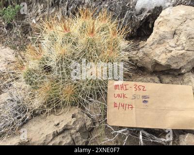 Cactus de hérisson de fraise (Echinocereus stramineus) Plantae Banque D'Images