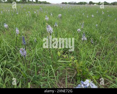 camas atlantiques (Camassia scilloides) Plantae Banque D'Images