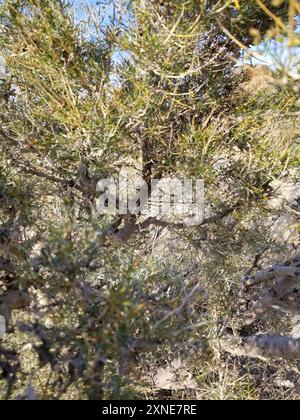 Indigobush (Psorothamnus schottii) Plantae de Schott Banque D'Images