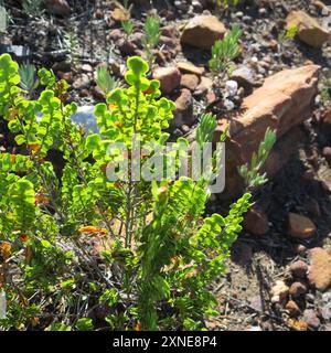 Joli Caperose (Cliffortia pulchella) Plantae Banque D'Images