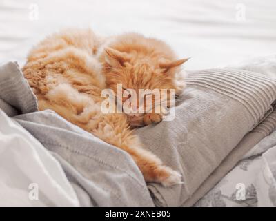 Le chat gingembre dort sur un tas de couettes en textile. Moelleux animal a un repos dans le lit. Animal domestique mignon repose sur des couvertures avec confort. Banque D'Images