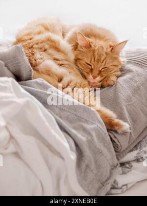 Le chat gingembre dort sur un tas de couettes en textile. Moelleux animal a un repos dans le lit. Animal domestique mignon repose sur des couvertures avec confort. Banque D'Images