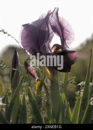 Iris Haynei ou Gilboa Iris fleurissant brièvement en mars. Banque D'Images