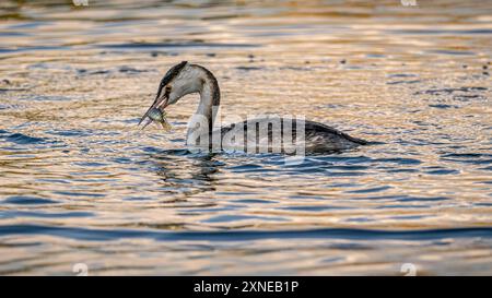 Great Crested Grebe nageant avec Palamida Catch. Banque D'Images