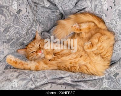 Le chat gingembre dort sur un tas de couettes en textile. Moelleux animal a un repos dans le lit. Animal domestique mignon repose sur des couvertures avec confort. Banque D'Images