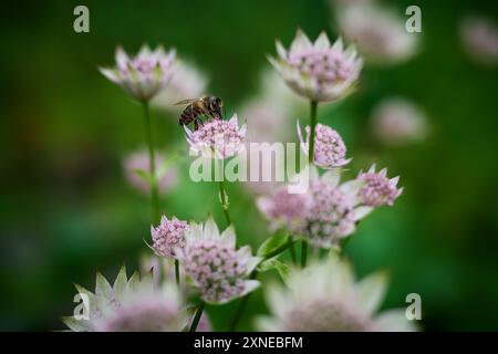 Abeille sur fleur Banque D'Images