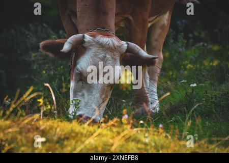 Une vache brune et blanche broutant parmi l'herbe et les fleurs sauvages à Păltiniș, Roumanie. Banque D'Images