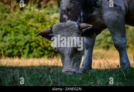 Une scène tranquille à Păltiniș, en Roumanie, avec un bovin qui paissait paisiblement dans une prairie luxuriante et verdoyante, encadrée par le paysage pittoresque des Carpates. Banque D'Images
