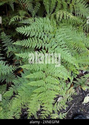 Fougère dure (Paesia scaberula) Plantae Banque D'Images
