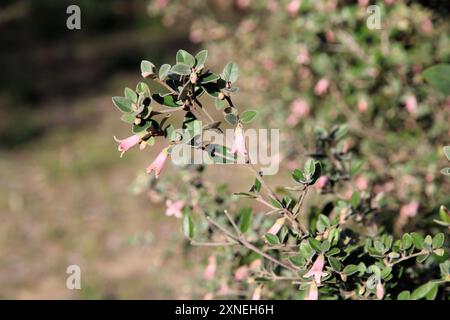 Correa 'Coastal Pink' (hybride Correa alba) en fleur Banque D'Images