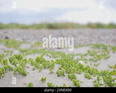 Plante de sable poussant sur les dunes côtières à Skagen, Danemark. Honckenya Peploides sur une dune près de la mer Baltique et de la mer du Nord. Banque D'Images