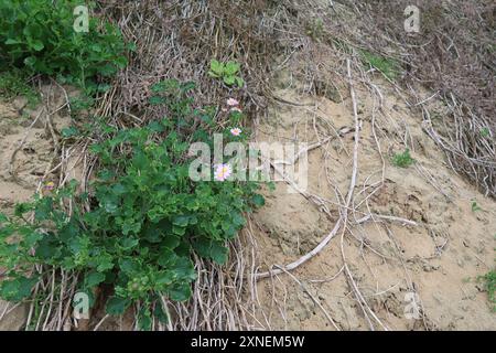 Ragwort rouge-violet (Senecio elegans) Plantae Banque D'Images