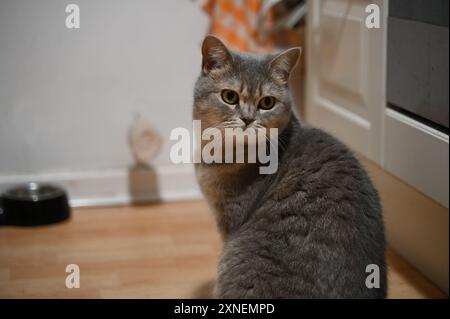 Berlin, Allemagne. 07 juillet 2024. Un chat est assis par terre dans la cuisine en attendant sa nourriture. Crédit : Helena Dolderer/dpa/Alamy Live News Banque D'Images