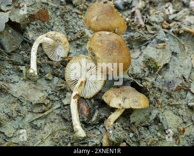 Champignons de fibrecap (Inocybe lacera) déchirés Banque D'Images