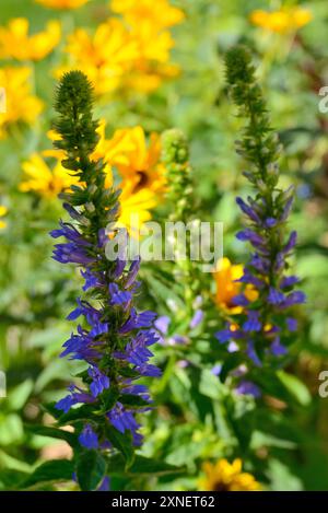 Fleur cardinale bleue (Lobelia siphilitica) avec des fleurs de fond jaune Banque D'Images