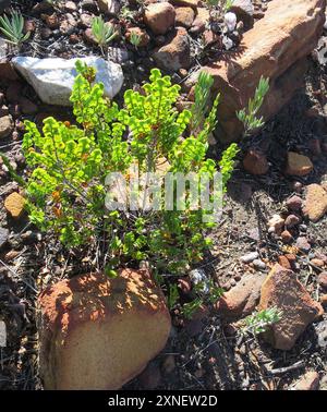 Joli Caperose (Cliffortia pulchella) Plantae Banque D'Images