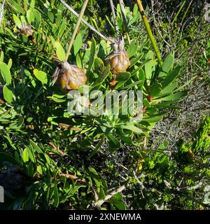 Lanceleaf Sugarbush (Protea lanceolata) Plantae Banque D'Images