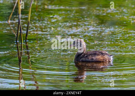 Petit grebe / dabchick (Tachybaptus ruficollis / Podiceps ruficollis) juvénile nageant dans un étang couvert de peluches de graines en été Banque D'Images