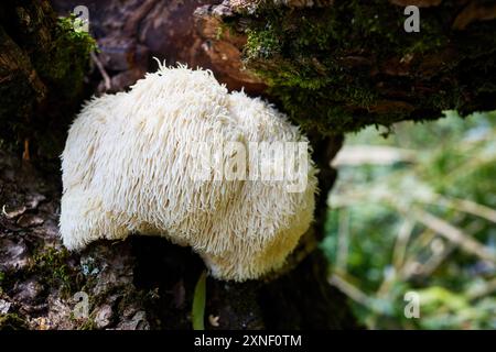 Champignon Lion's Mane poussant sur une bûche moussue dans une forêt. Banque D'Images