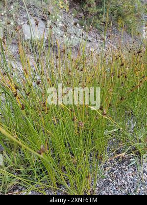 Ruée Baltique (Juncus balticus) Plantae Banque D'Images