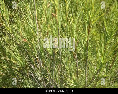 Inaka (Dracophyllum longifolium) Plantae Banque D'Images