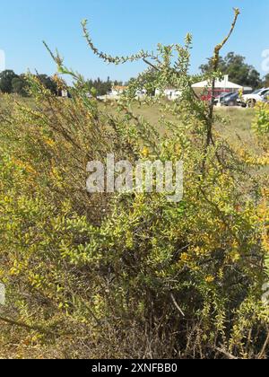 Arbustes Seablite (Suaeda vera) Plantae Banque D'Images